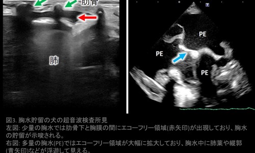 孕妇吃哪种dha对胎儿好-【孕妇吃哪种钙片含钙量高而且吸收好】孕妇吃哪种燕窝好 - 孕妇吃哪种钙效果好网