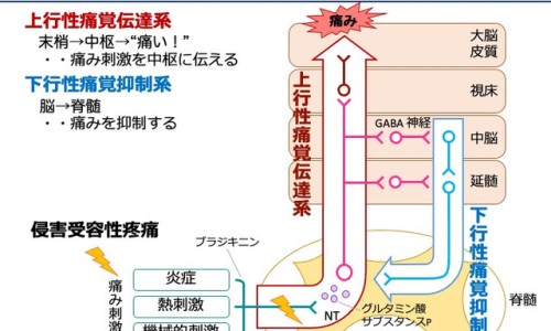 孕妇吃哪种dha对胎儿好-【孕妇吃哪种钙片含钙量高而且吸收好】孕妇吃哪种燕窝好 - 孕妇吃哪种钙效果好网